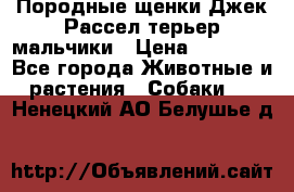 Породные щенки Джек Рассел терьер-мальчики › Цена ­ 40 000 - Все города Животные и растения » Собаки   . Ненецкий АО,Белушье д.